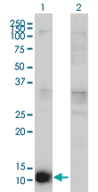 H00001476-M02 - Cystatin-B