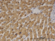 H00001528-M05 - Cytochrome b5