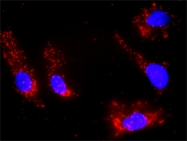 H00001606-M02 - DAG kinase alpha