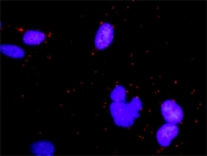 H00001978-M01 - EIF4EBP1 / 4E-BP1