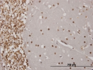 H00002019-M04 - engrailed-1 / EN1