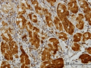 H00002027-M01 - Enolase beta