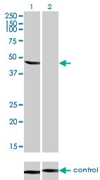H00002027-M01 - Enolase beta