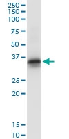 H00002054-D01 - Syntaxin 2 / STX2