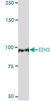 H00002146-M01 - EZH2 / KMT6