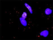 H00002149-M01 - Thrombin receptor / F2R
