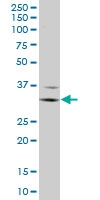 H00002214-M03A - CD16