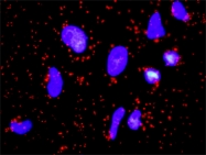 H00002246-M01 - FGF acidic / FGF1