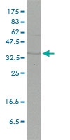 H00002274-M01 - FHL2 / SLIM3