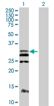 H00002323-B01P - Flt3 ligand