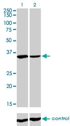H00002332-M01 - FMR1 / FMRP