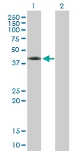 H00002355-B01 - Fos-related antigen 2
