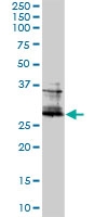 H00002355-M01 - Fos-related antigen 2