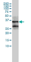 H00002355-M01 - Fos-related antigen 2