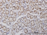 H00002551-M06 - GABPA