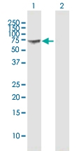 H00002633-B01P - GTP-binding protein 1 / GBP1