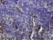 H00002672-M01 - ZNF163