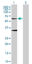H00002741-D01P - Glycine receptor alpha-1