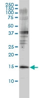 H00002764-M01 - Glia maturation factor beta / GMFB