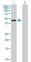H00002769-B01P - G protein alpha 15