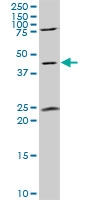 H00002774-A01 - G alpha protein olf