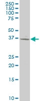 H00002774-A01 - G alpha protein olf