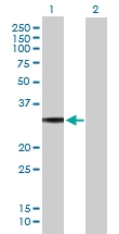 H00002775-B01P - G protein alpha 0