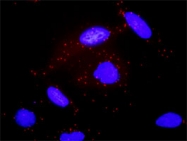 H00002778-D01P - Protein ALEX