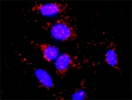 H00002788-D01P - G protein gamma 7