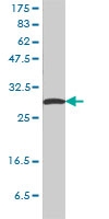 H00002810-M01 - 14-3-3 protein sigma / SFN