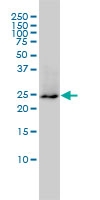 H00002885-M01A - GRB2 / ASH