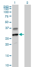 H00002999-B01P - Granzyme H (GZMH)