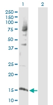 H00003014-D01P - Histone H2A.x