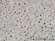 H00003021-M01 - Histone H3F3B