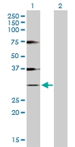 H00003024-D01P - Histone H1.1