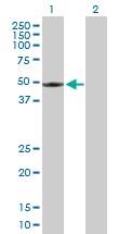 H00003062-B01 - Orexin receptor type 2