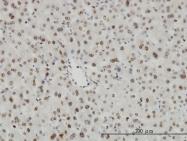H00003065-M06 - HDAC1