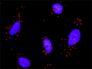 H00003066-D01P - HDAC2