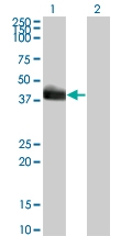H00003131-M01 - Hepatic leukemia factor / HLF