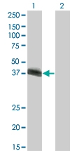 H00003131-M03 - Hepatic leukemia factor / HLF