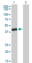 H00003131-M04 - Hepatic leukemia factor / HLF