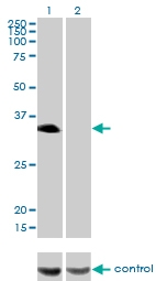H00003131-M04 - Hepatic leukemia factor / HLF