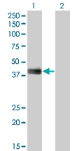 H00003131-M05 - Hepatic leukemia factor / HLF