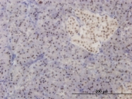 H00003170-M09 - FOXA2 / HNF3B