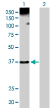 H00003178-D01P - hnRNP core protein A1 / HNRNPA1