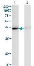 H00003178-M02 - hnRNP core protein A1 / HNRNPA1