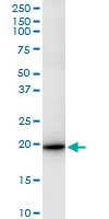 H00003441-D01 - IFNA4 / Interferon alpha-4
