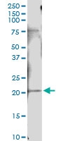 H00003446-D01 - IFNA10 / Interferon alpha-10