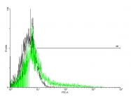 H00003560-B01 - CD122 / IL2RB