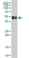 H00003625-A01 - Inhibin beta B chain (INHBB)